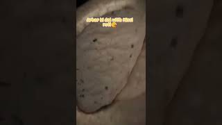 missi roti with Arhar dal 🧿😘LikeShareSubscribe [upl. by Hanny]