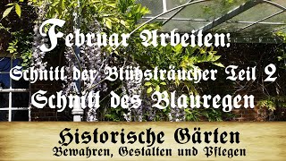 Arbeiten im Februar Blütensträucher TEIL 2 Schnitt des Blauregen Glycinie Wisteria [upl. by Assilat]