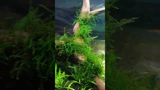 Monte Carlo taban bitkilerim 1 Gün montecarlo plantedtank aquarium akvaryum keşfetbeniöneçıkar [upl. by Idieh433]