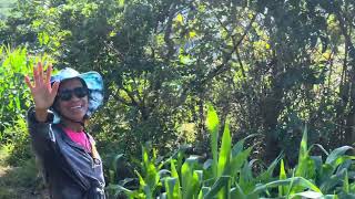 Barotac Viejo Iloilo … San Fernando … Philippine’s…Hiking With Family Above Our House … Subscribe [upl. by Ula]