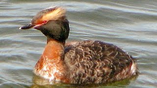 Horned grebe Podiceps auritus display and dance [upl. by Scevor942]