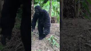 Gorillas fight over fruit with humans shorts survival gorilla wildlife [upl. by Iggie407]