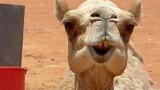 Funny Animal Behavior  Camel Chewing [upl. by Sivla]