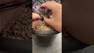 3000 Succulent plants cutting leaves for growing succulent succulentgrower plants [upl. by Ettevahs121]