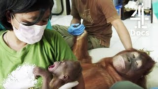 Teenage Orangutan Rejects Her New Born Baby  Orangutan Jungle School  Channel 4 [upl. by Nnadroj]