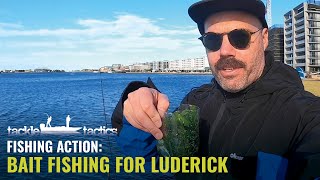 Luderick Fishing with Cabbage Weed Baits  Fishing Tips with Dan Hutchinson [upl. by Bledsoe]