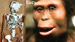 Lucy the Most Important Link of Human Evolution  New Findings [upl. by Ilatfen]