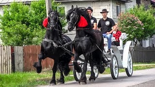 TRASURA CU CAI PENTRU NUNTA  Domeniul Cailor Bucovina 2018 [upl. by O'Neil833]