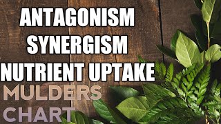 ANTAGONISM SYNERGISM AND NUTRIENT UPTAKE MULDERS CHART [upl. by Orag]