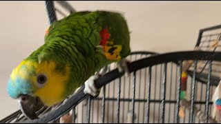 BlueFronted Amazon Parrot shouts to be let out of cage [upl. by Annet507]