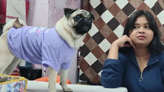 Pug Mystery Barks Unraveling the Unknown  Pug Barks 101  Watch and Smile 🐾 [upl. by Bellina]