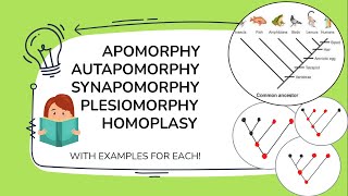 Apomorphy Synapomorphy Plesiomorphy Symplesiomorphy Homoplasy Autapomorphy with examples [upl. by Alyaj]