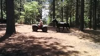 TWH exercising my horse Beau Jack after suspensory ligament injury [upl. by Allemat]