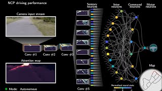 Biologicallyinspired Neural Networks for SelfDriving Cars [upl. by Grania]