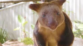 Tree Kangaroo Encounter at Currumbin Wildlife Sanctuary [upl. by Crystal]