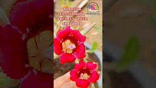 Adenium floribunda heavy blooming variety😄❤️❤️ [upl. by Halimak]