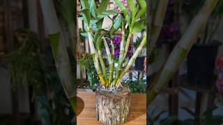 great tips propagation dendrobium plant from cutting branches short plant orchid [upl. by Rasmussen]