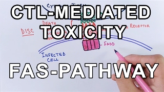 AntibodyDependent CellMediated Cytotoxicity Type II Hypersensitivity Reaction [upl. by Arodaeht696]