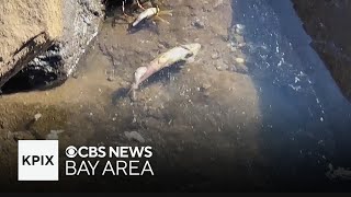 Santa Cruz Harbor works to clean up thousands of dead anchovies [upl. by March]