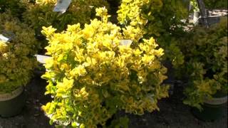 Golden Euonymus [upl. by Noid]