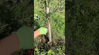 Rimozione dei polloni dell’Ulivo e pulizia del tronco🌱🫒 asmr ulivo garden cuttingskills olive [upl. by Joashus]