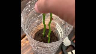 How To Grow Orchids From Stem Cuttings [upl. by Osner977]