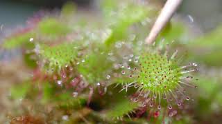 Drosera spatulata [upl. by Boudreaux]