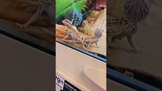 Bearded Dragons orders Doordash pets petsmart beardeddragon [upl. by Staffard]