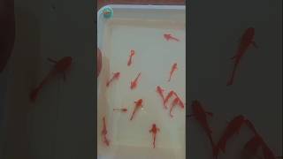 Redear koi Guppy shorts guppyfish aquarium trending [upl. by Scrivenor]