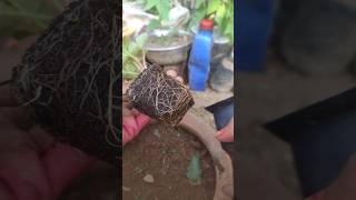 Ghar strawberry kaise ugaye strawberry gardening youtubes [upl. by Mcgruter]