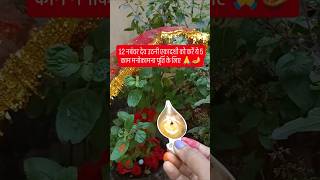 12 नबंवर देव उठनी एकादशी को करें तुलसी tulsipuja tulsi shortvideo trendingshorts viralvideo [upl. by Weiss]