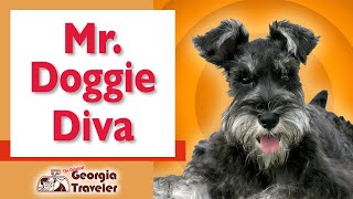 The World’s Greatest Super Secret Singing Dog Thinks He’s Pavarotti – The Original Georgia Traveler [upl. by Kimball]