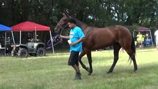 Best Looking Gelding Contest at Pretty 5 Mares Horse Show and Trail Ride [upl. by Africah]