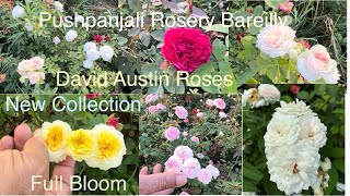 New Rose Varieties 🌹 David Austin Roses  Shrub Roses  Floribunda  Pushpanjali Rosery Bareilly [upl. by Nathanoj]