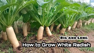 How to Grow White Radish from Seeds at Home  Big and Long  Easy for Beginners by NY SOKHOM [upl. by Losiram]