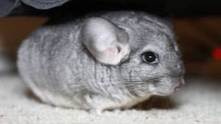 Cute Pet Chinchilla Flips Over [upl. by Lareine]