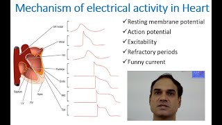 Mechanism of electrical activity in heart [upl. by Chapland189]