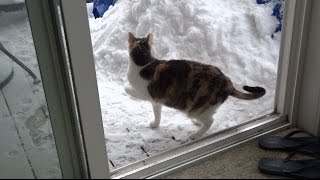 Portland Oregon gets over a foot of snow January 11th 2017 [upl. by Xonnel379]