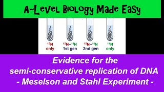 Meselson and Stahl Experiment semiconservative DNA replication  A Level Biology Made Easy [upl. by Gievlos696]