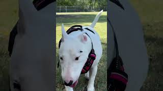 Bull terrier has their first trip to the dog park minibullterrier bullterrier puppy [upl. by Anamor]