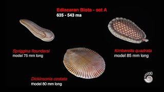 Ediacaran BiotaSet A [upl. by Onailimixam948]