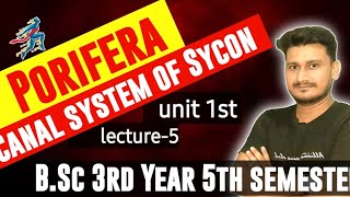 Canal System in Sycon BSc3rd year  Canal System of Porifera BSc 3rd year 5th semester paper 1st [upl. by Hudson]