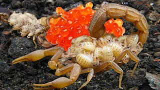 Mother Scorpion laying eggs and protects it in nest [upl. by Scurlock590]