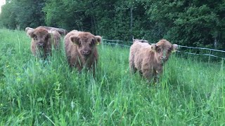 Scottish Highland Cattle In Finland Late evening pasture with the fluffy cows [upl. by Broeker602]