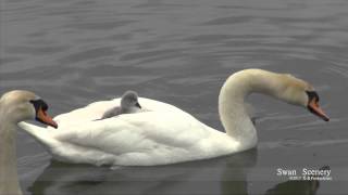 Swan Family with Babys✷ 白鳥の子 ✷ SWITZERLAND [upl. by Roice]