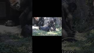 little gorilla mimics silverback 🤣 gorillatag 金剛猩猩 台北市立動物園 shorts [upl. by Neehar]