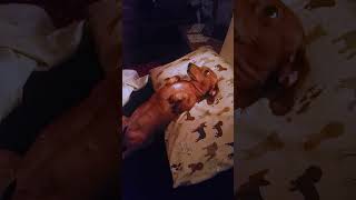 Hilarious Dachshund Gets Tucked Into Bed [upl. by Dijam]