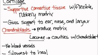 Cartilage and Chondroblasts [upl. by La Verne314]