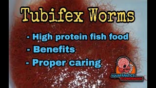 Tubifex Worms [upl. by Barbabra331]