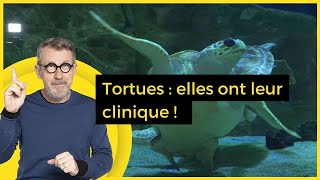 Tortues  elles ont leur clinique   C Jamy [upl. by Pallaten780]